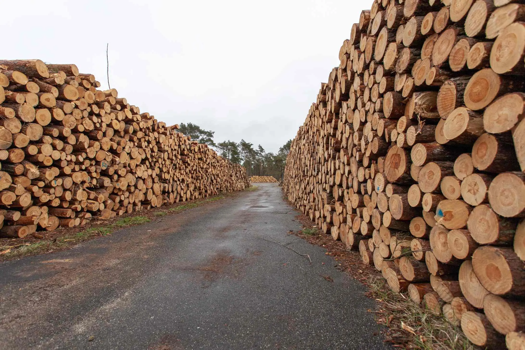 madera de pino