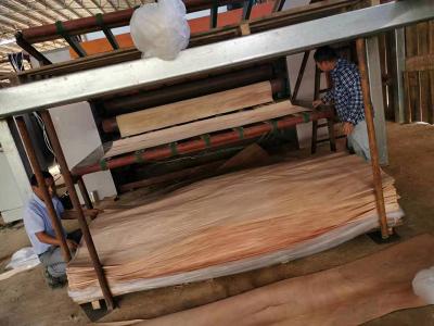 Máy sấy đai lưới