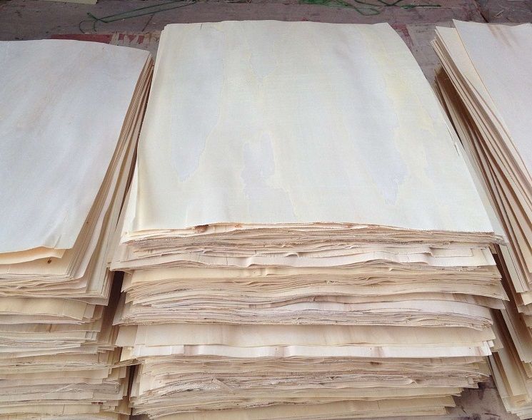 venir kayu poplar venir kayu poplar